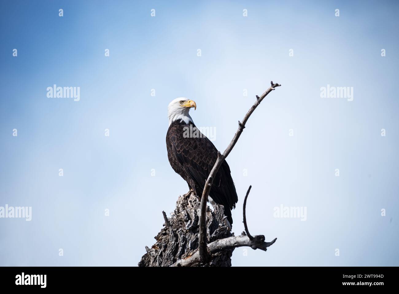 Aquila calva o Haliaeetus leucocephalus arroccato su un albero morto Foto Stock