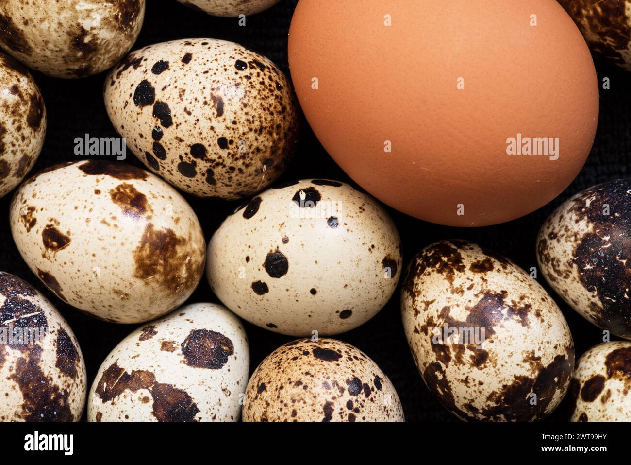 uovo di pollo marrone e uova di quaglia macchiate su sfondo scuro Foto Stock