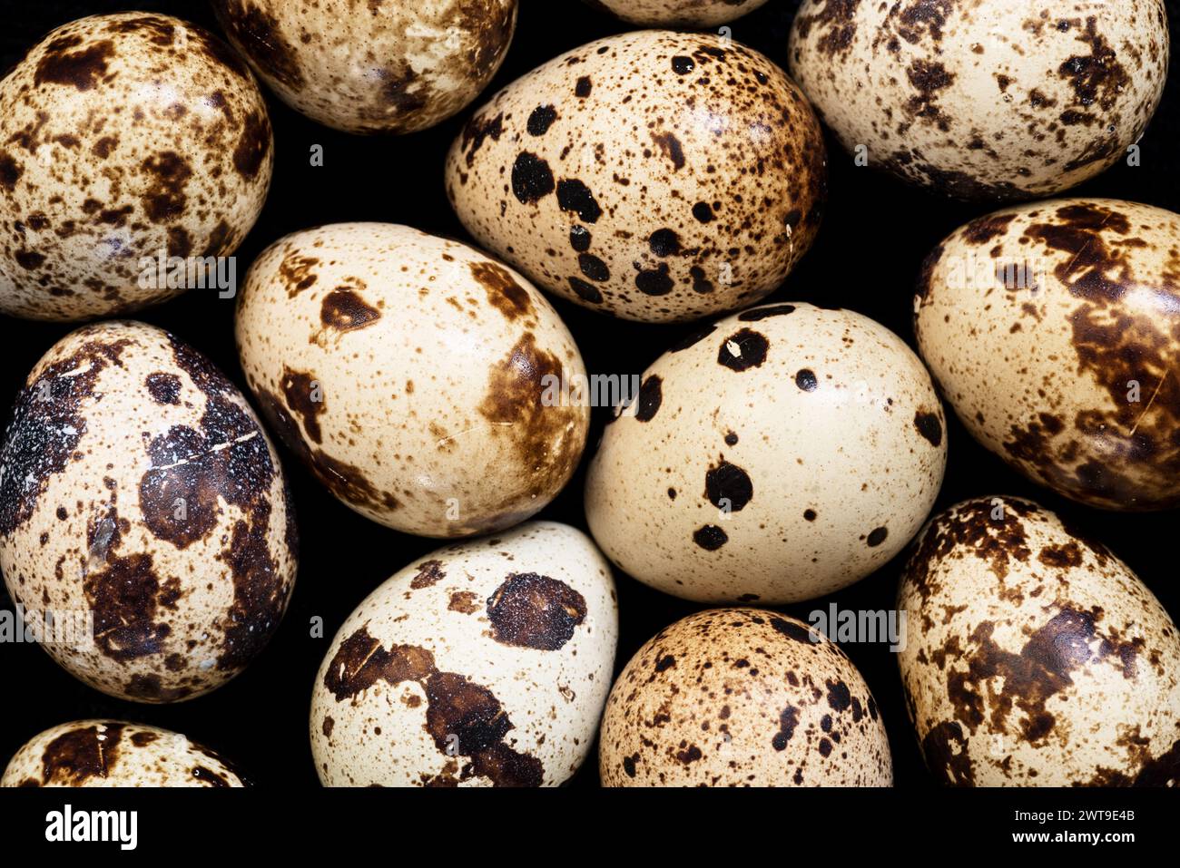 primo piano di uova di quaglia su sfondo scuro Foto Stock