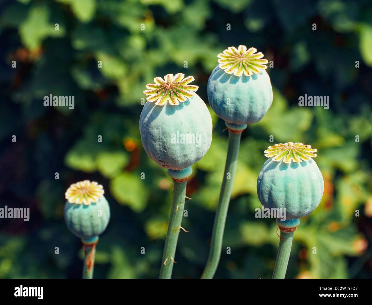 L'immagine si concentra su quattro cialde con semi verdi con motivi a stella bianchi, in contrasto con uno sfondo. Foto Stock