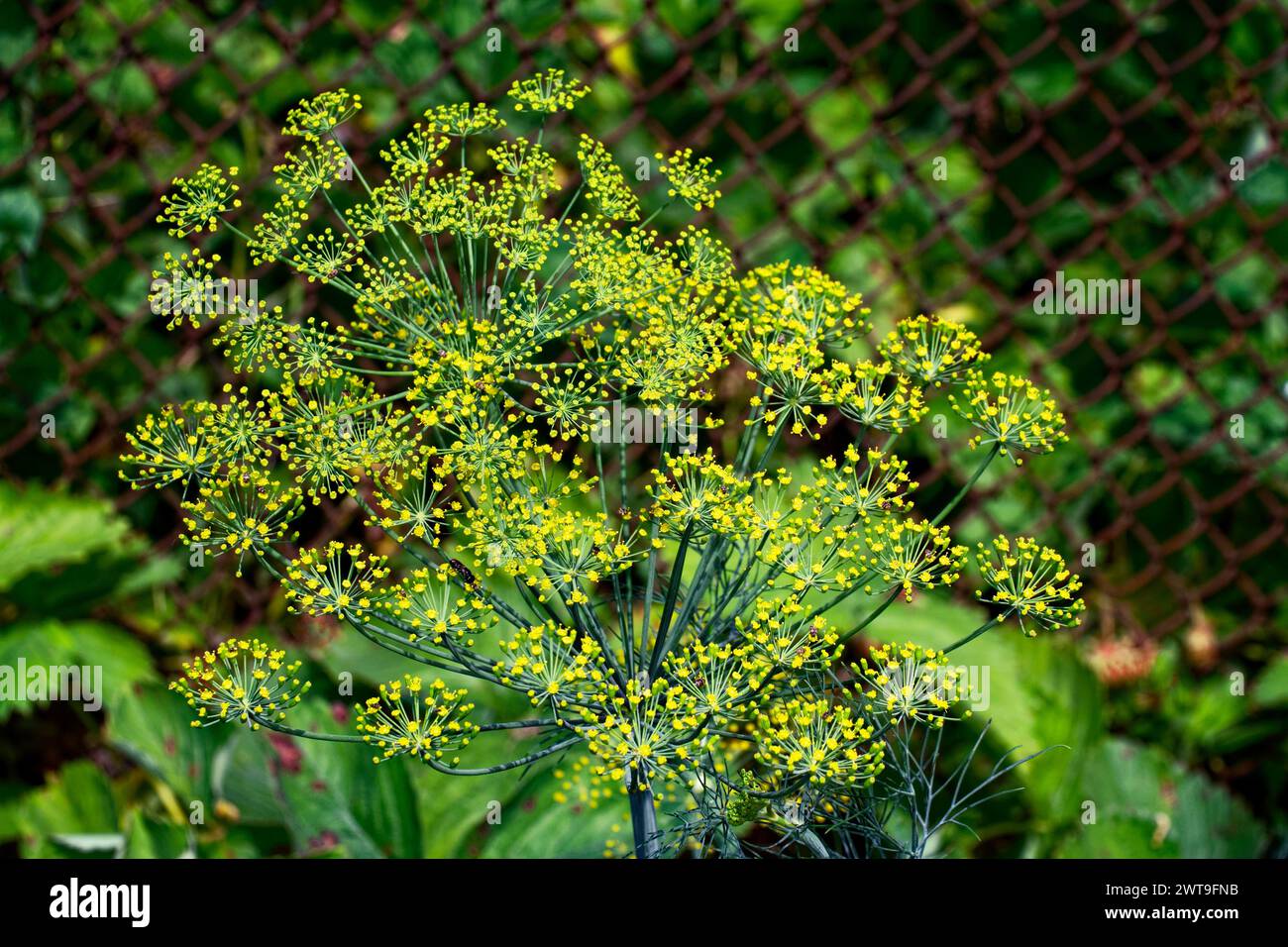 Steli verdi con punte gialle sparsi su uno sfondo scuro. Foto Stock