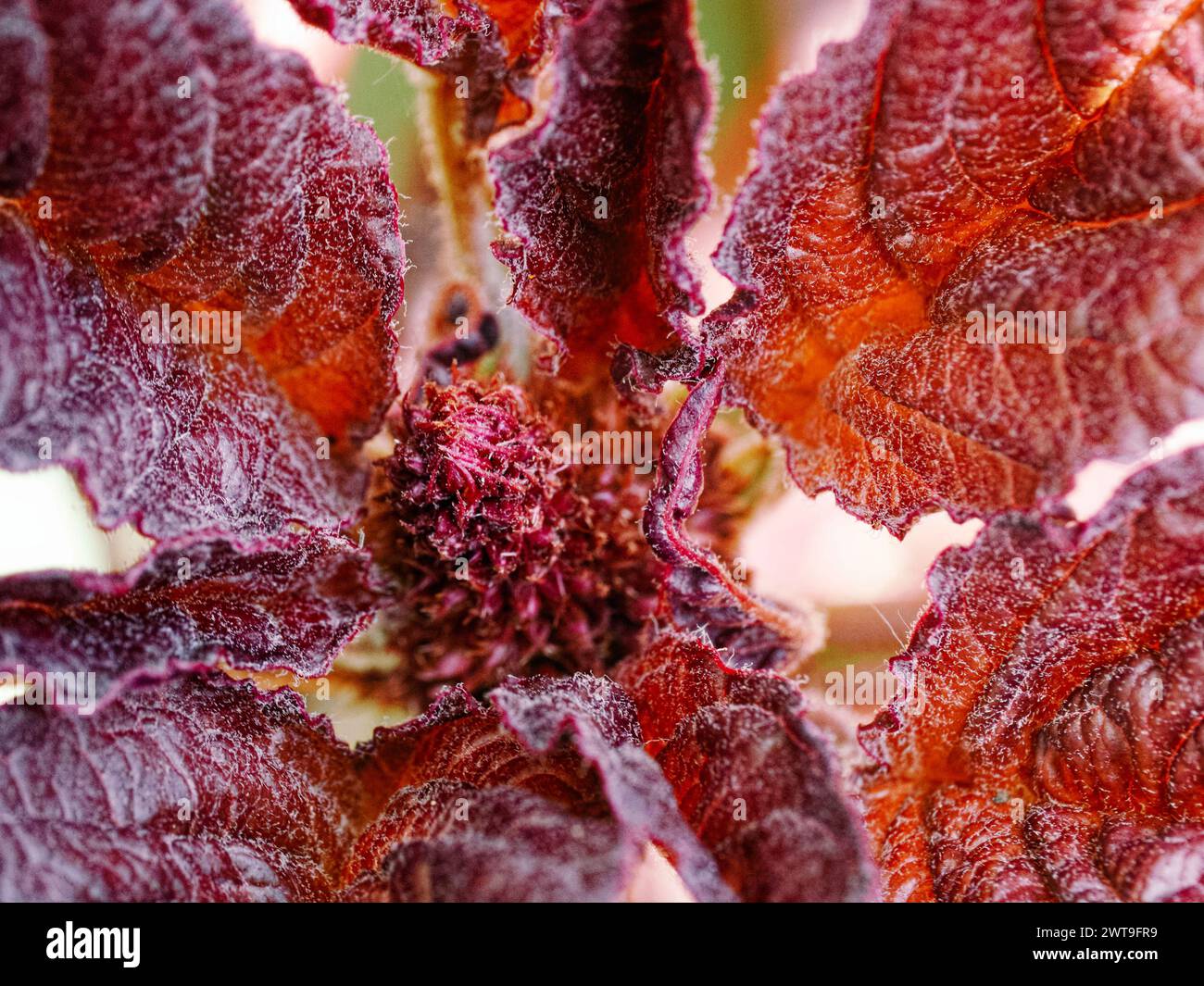 Foglie rosse vivaci con venature visibili e consistenza ruvida. Foto Stock