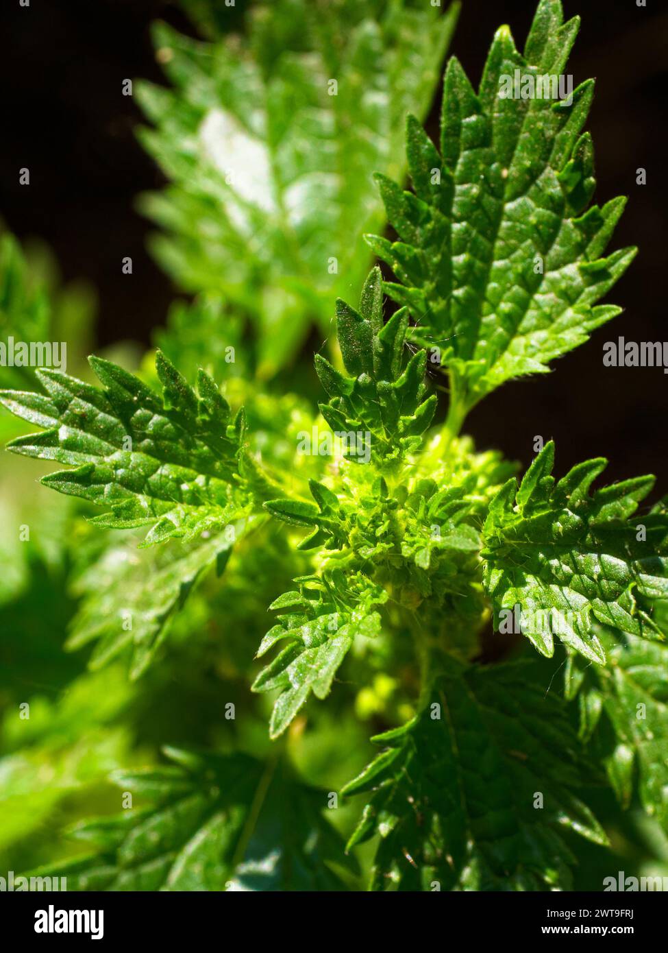 Foglie seghettate di colore verde brillante sotto la luce del sole, che mostrano venature e texture dettagliate. Foto Stock