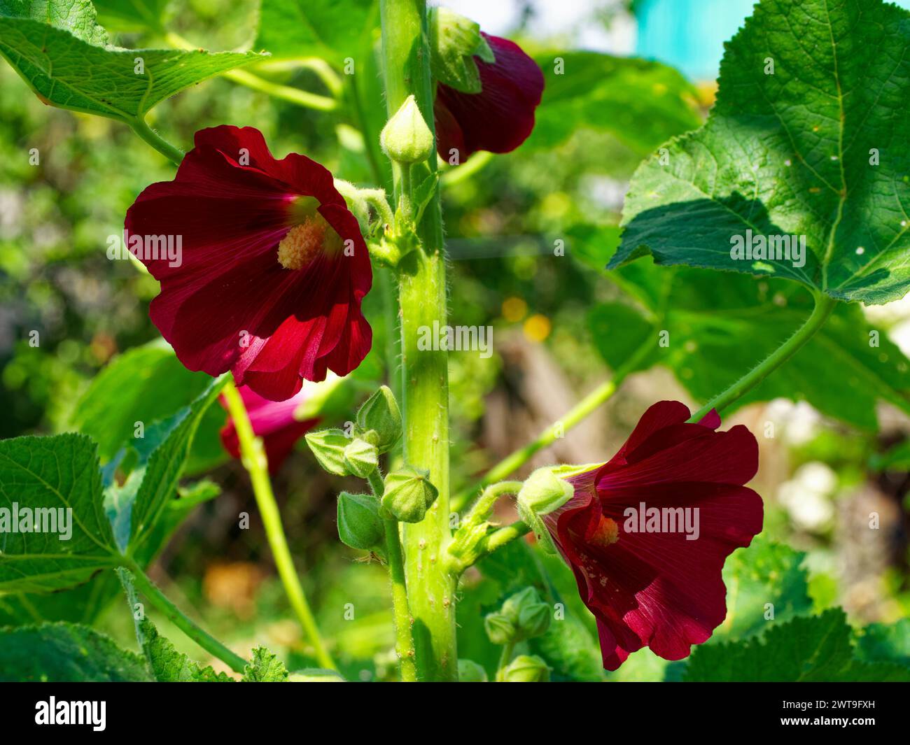 Un primo piano di fiori rossi scuri con steli e foglie verdi, illuminati dalla luce naturale. Foto Stock