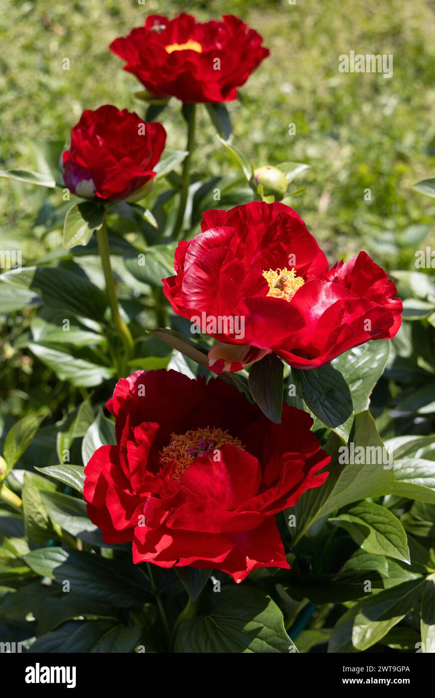 Paeonia Mackinac grandi fiori in giardino. Fiori di peonia rosso brillante, primo piano Foto Stock