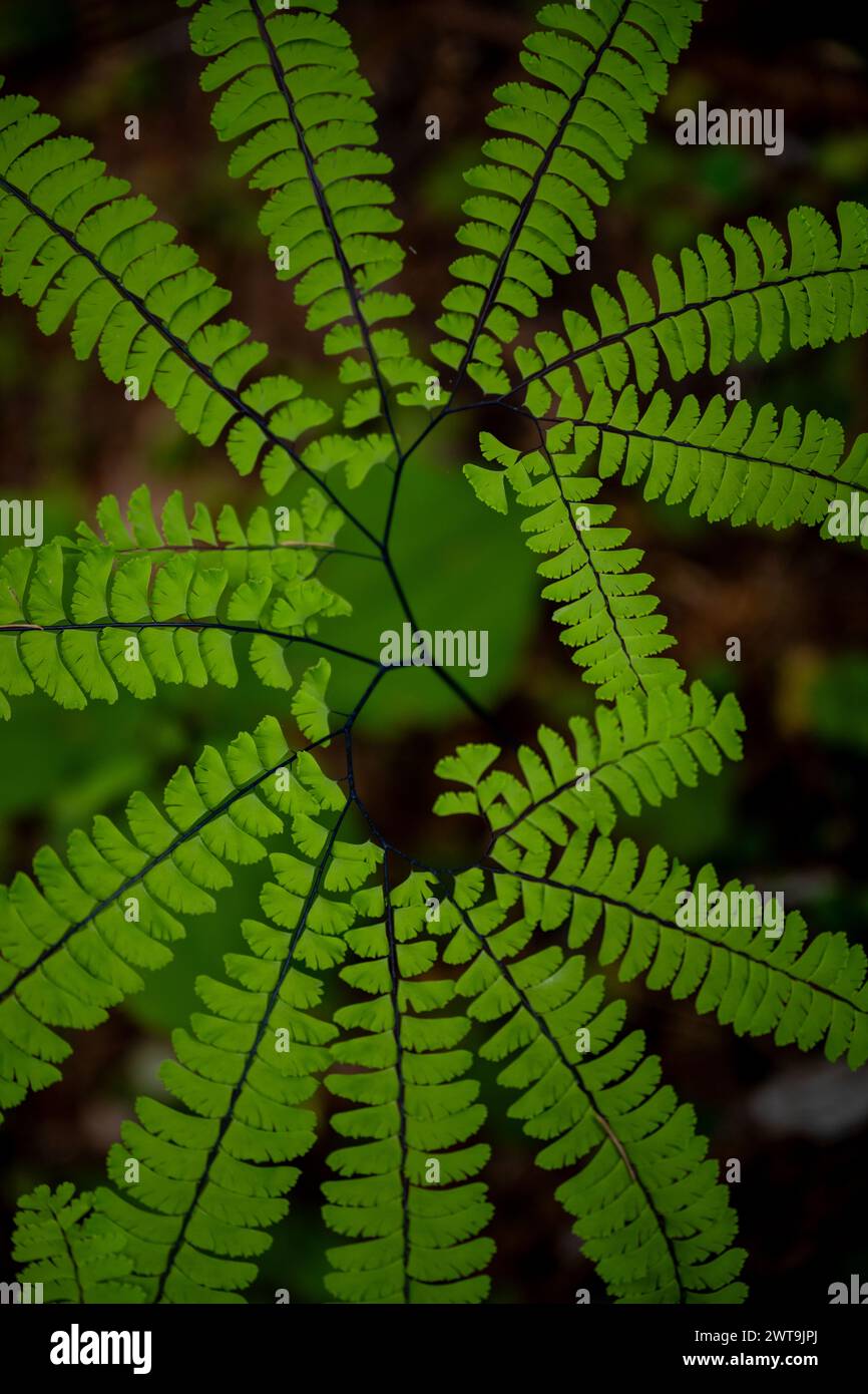 Forma delicata delle Ferns a cinque dita a Redwood Foto Stock