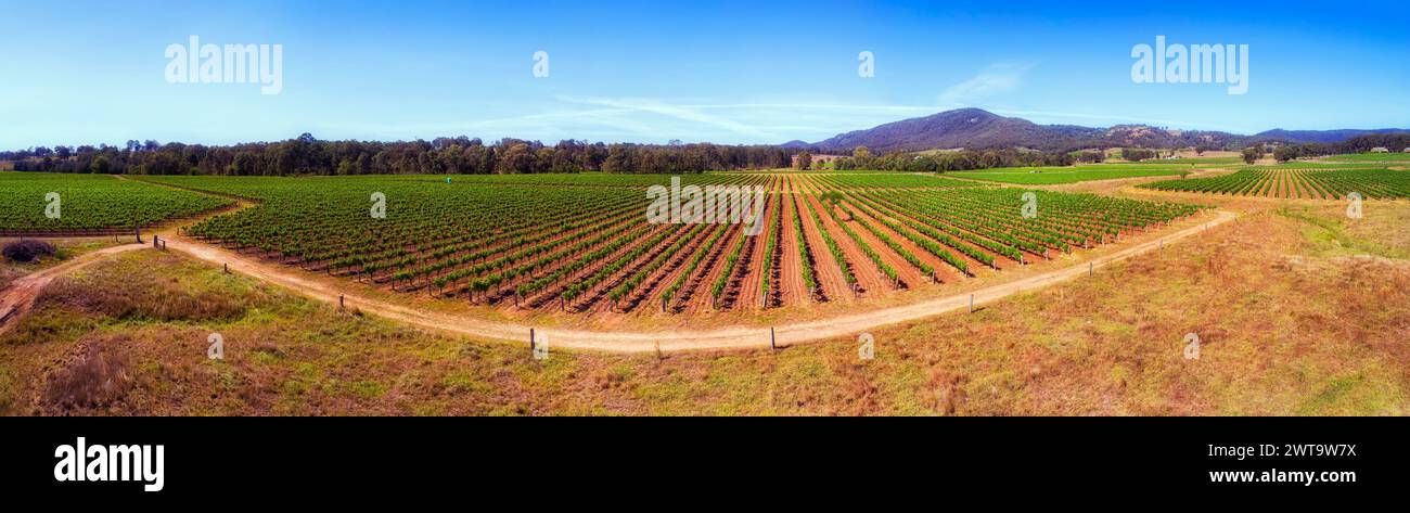 Paddock dei vigneti nei campi agricoli vicino a Pokolbin nella Hunter Valley, in Australia. Foto Stock