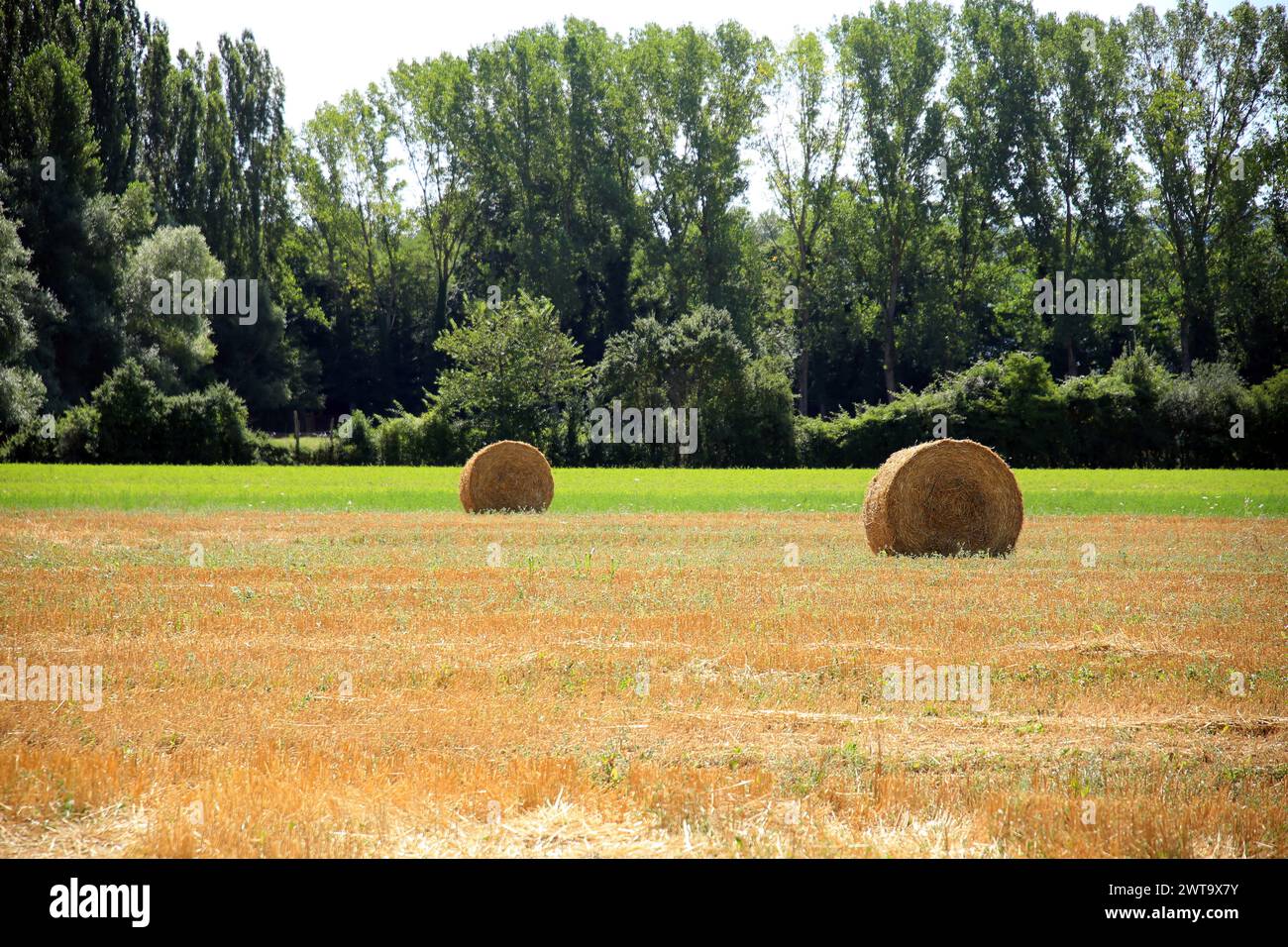 Due balle di fieno sullo sfondo naturale perfetto di tre diversi strati di vegetazione: Umbria, Italia Foto Stock