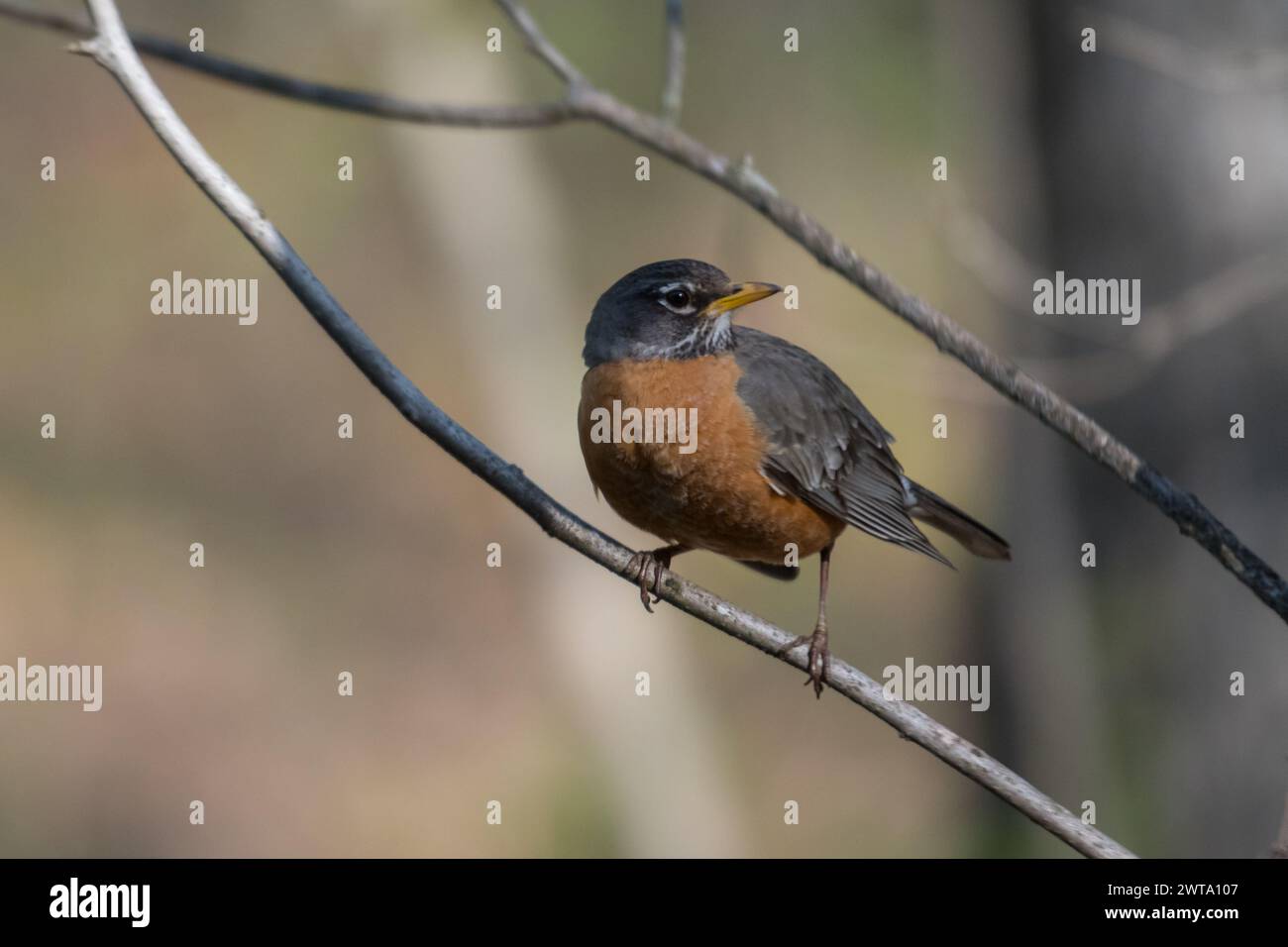il robin americano sulla testa di una diramazione girò a destra, Pennsylvania, Stati Uniti Foto Stock