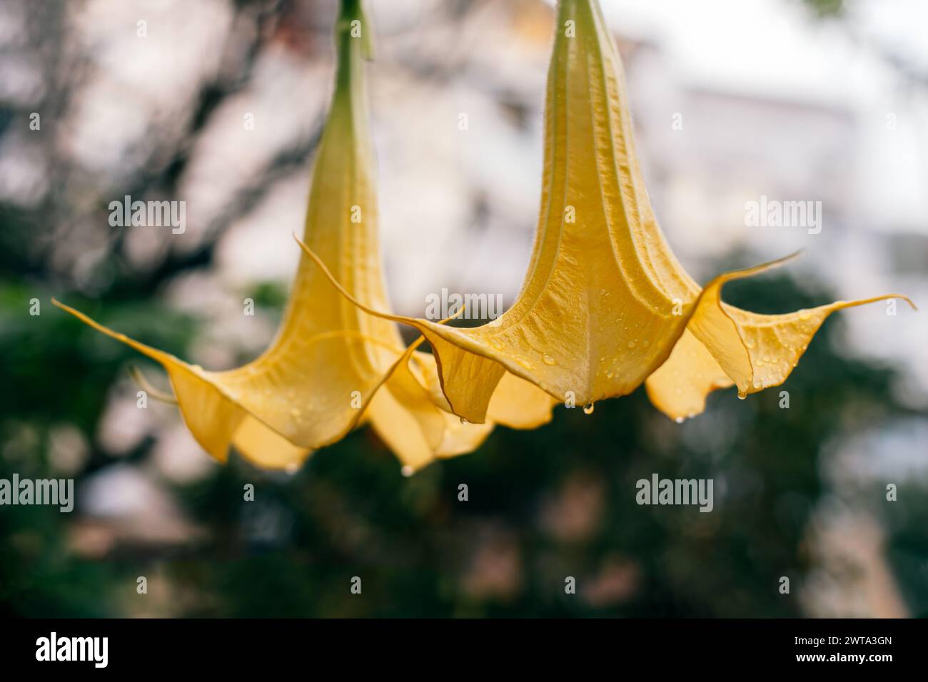 Splendidi fiori Datura gialli (Brugmansia aurea), la tromba dell'angelo dorato in un giardino. Primo piano. Foto Stock