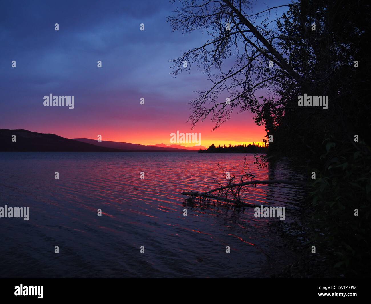 A Little Atlin Lake, Yukon, Canada, il tramonto riempie il cielo di arance e viola mentre gli alberi in primo piano sono sagomati Foto Stock