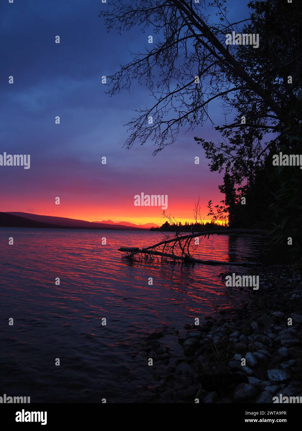 Le tranquille acque del lago Little Atlin riflettono le brillanti sfumature del crepuscolo, mentre i rami sagomati si estendono verso il cielo vibrante nella natura selvaggia dello Yukon Foto Stock