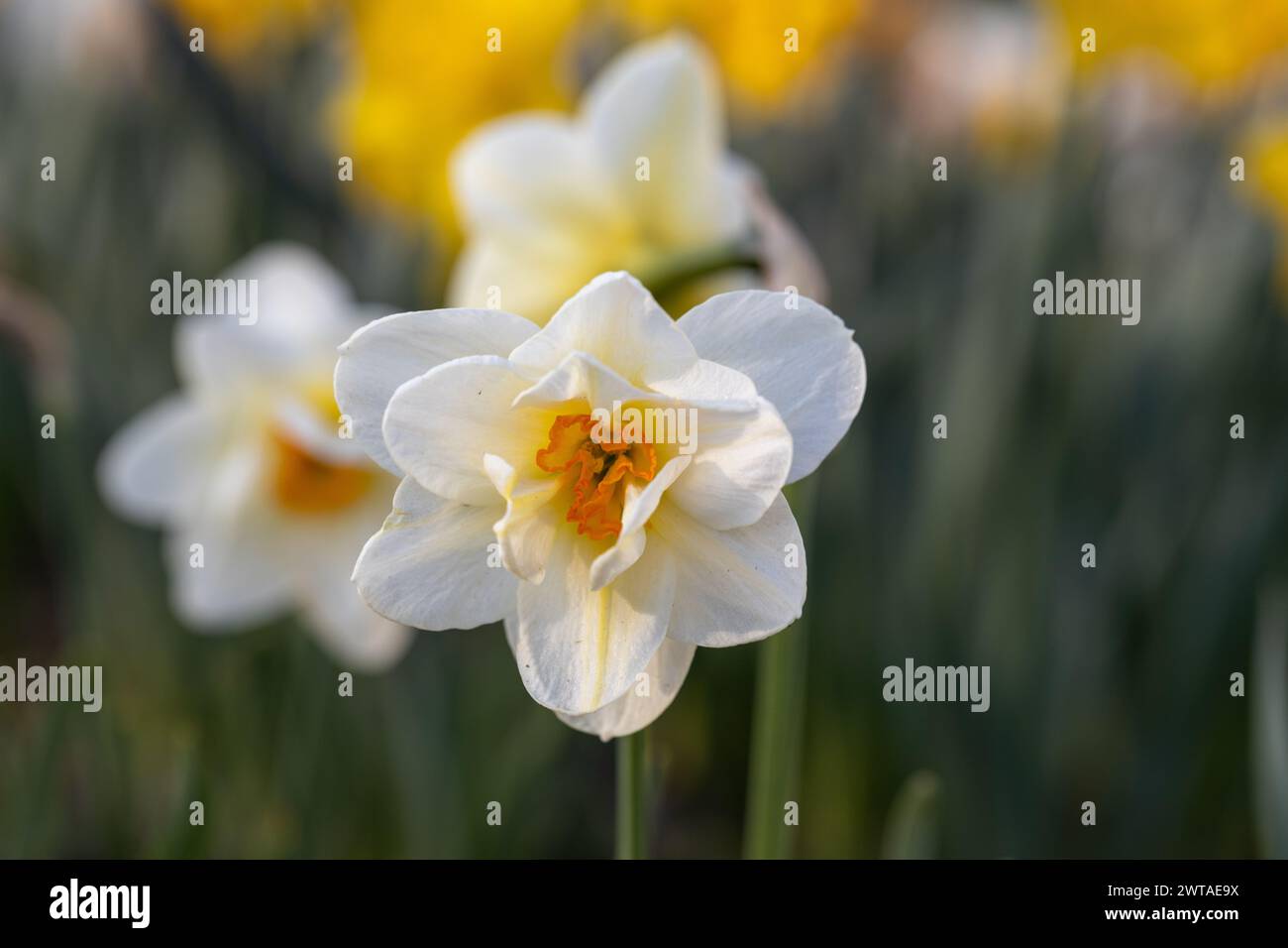 Splendidi fiori di narciso sbocciano nel giardino primaverile. Foto Stock