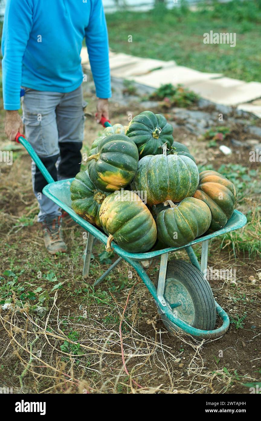 Agricoltore che spinge una carriola piena di zucche fresche. Foto Stock