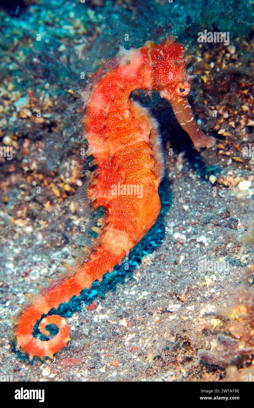 Cavalluccio marino spinoso, noto anche come cavalluccio marino spinoso, Hippocampus histrix, che nuota sulla barriera corallina sott'acqua, in cerca di cibo. Tulamben, Bali, Indonesia. Foto Stock