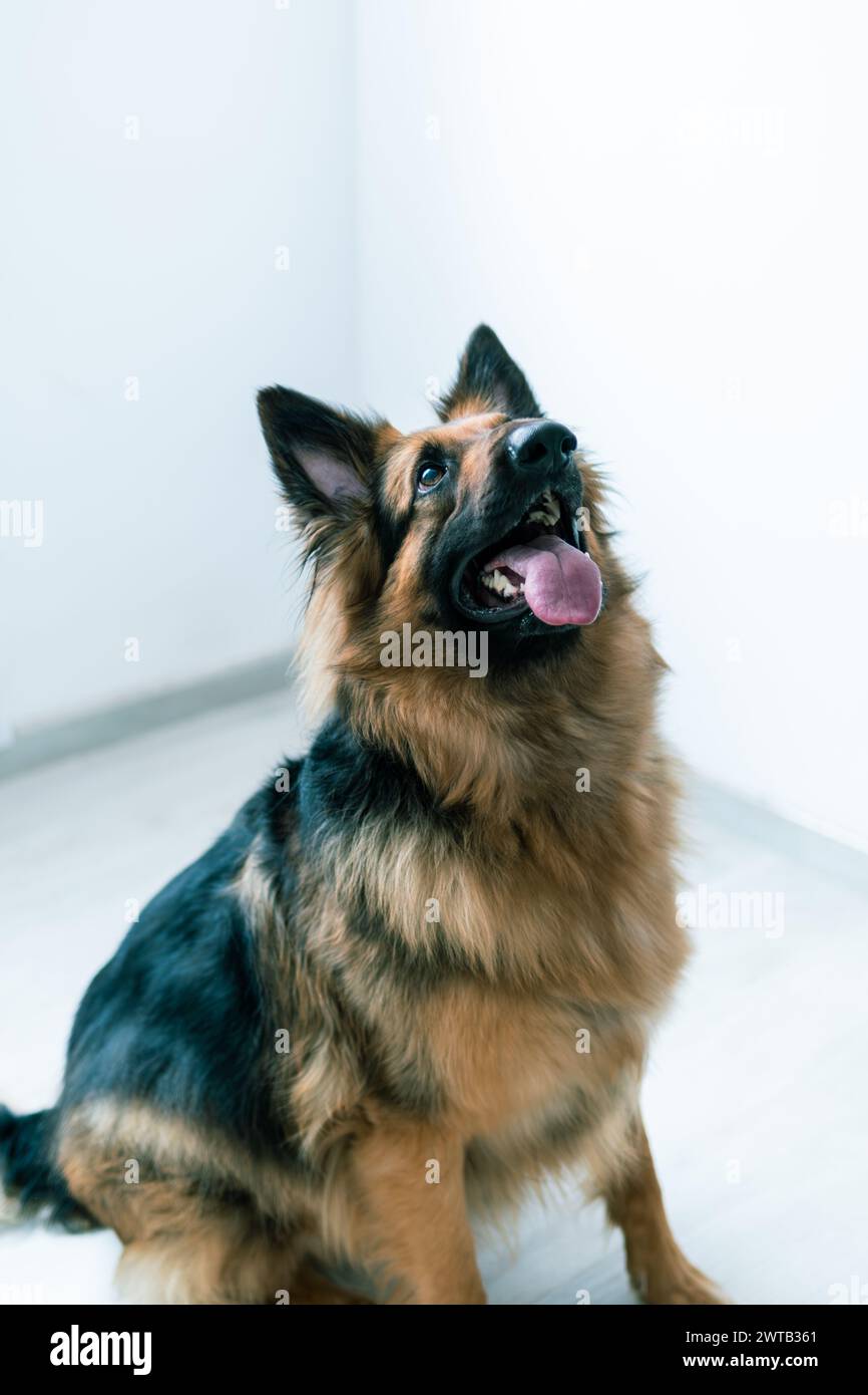 Un ritratto di un attento cane da pastore tedesco che guarda verso l'alto, con un senso di attesa Foto Stock