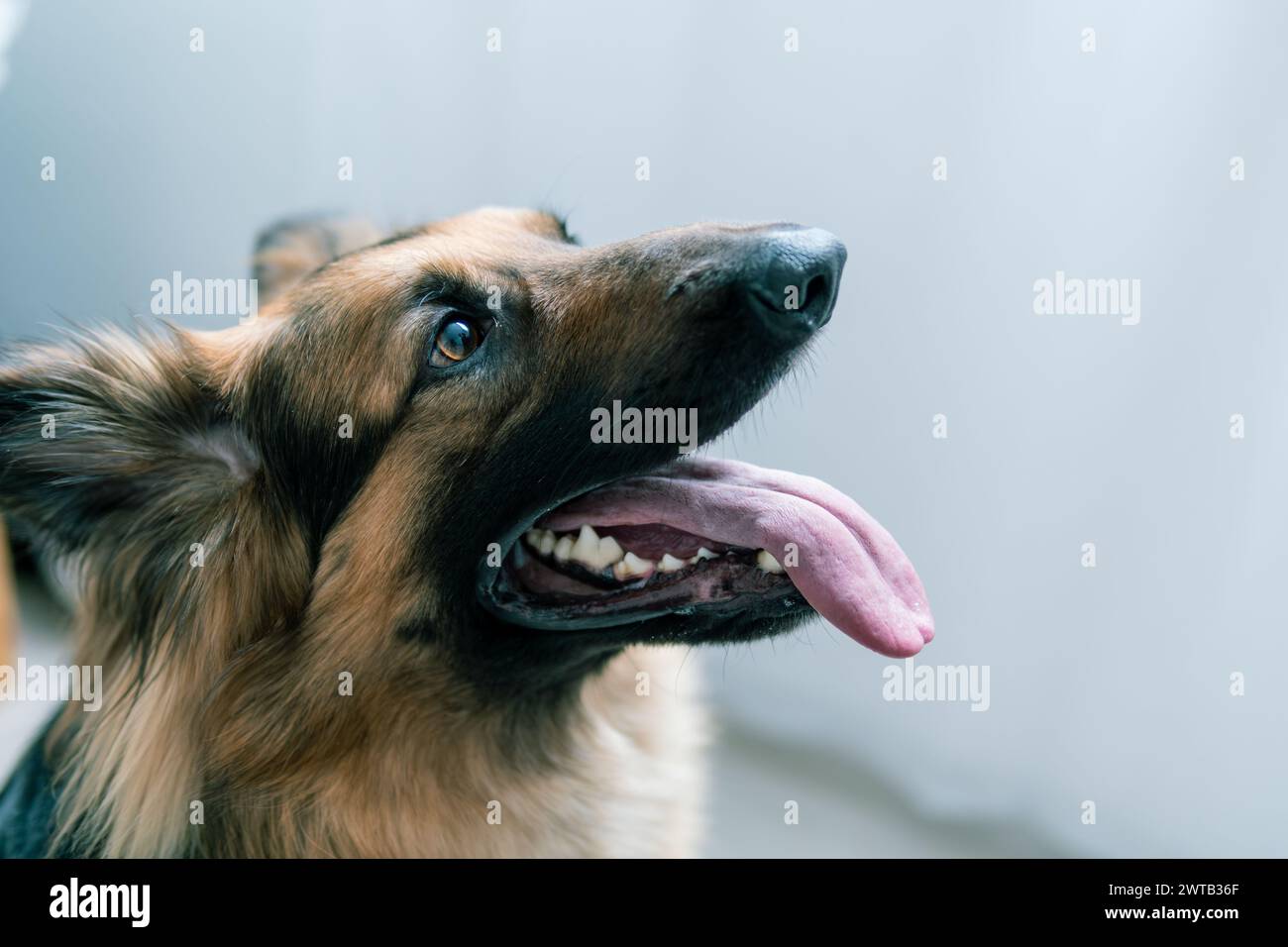 Primo piano di un attento cane pastore tedesco all'interno con la sua lingua in giro. Foto Stock