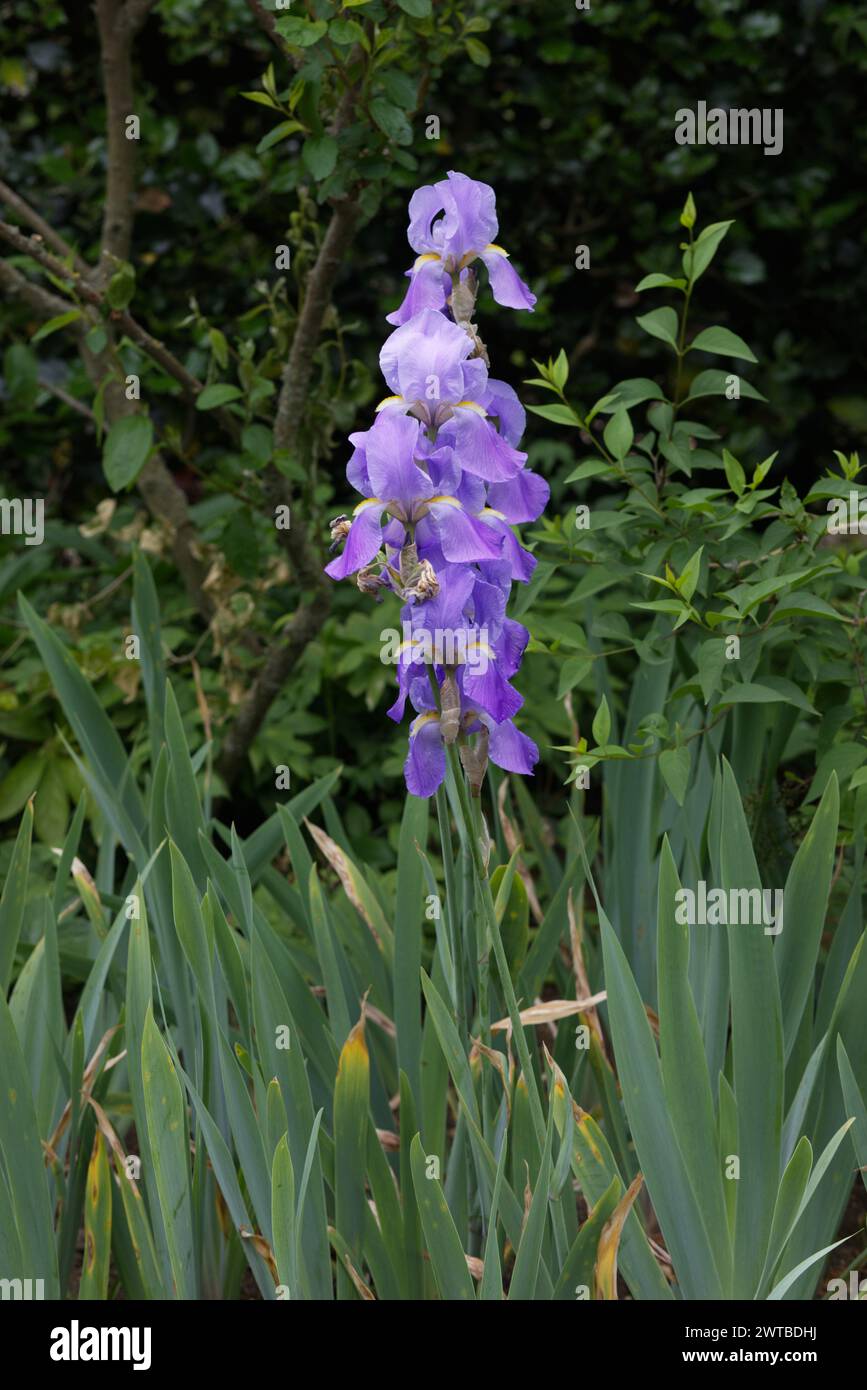 Iris germanica, Iris barbuti Foto Stock
