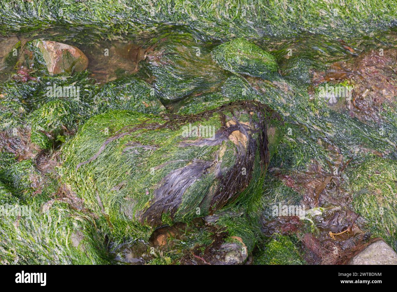 alghe sulle rocce nell'oceano Foto Stock