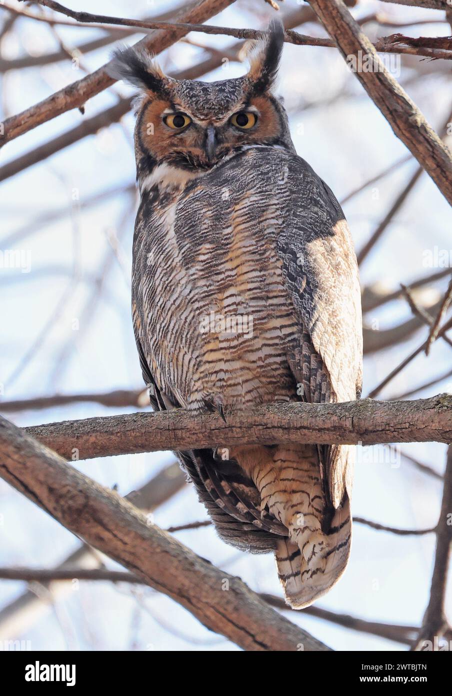 Gufo dalle grandi corna arroccato su un ramo nella foresta, Quebec, Canada Foto Stock