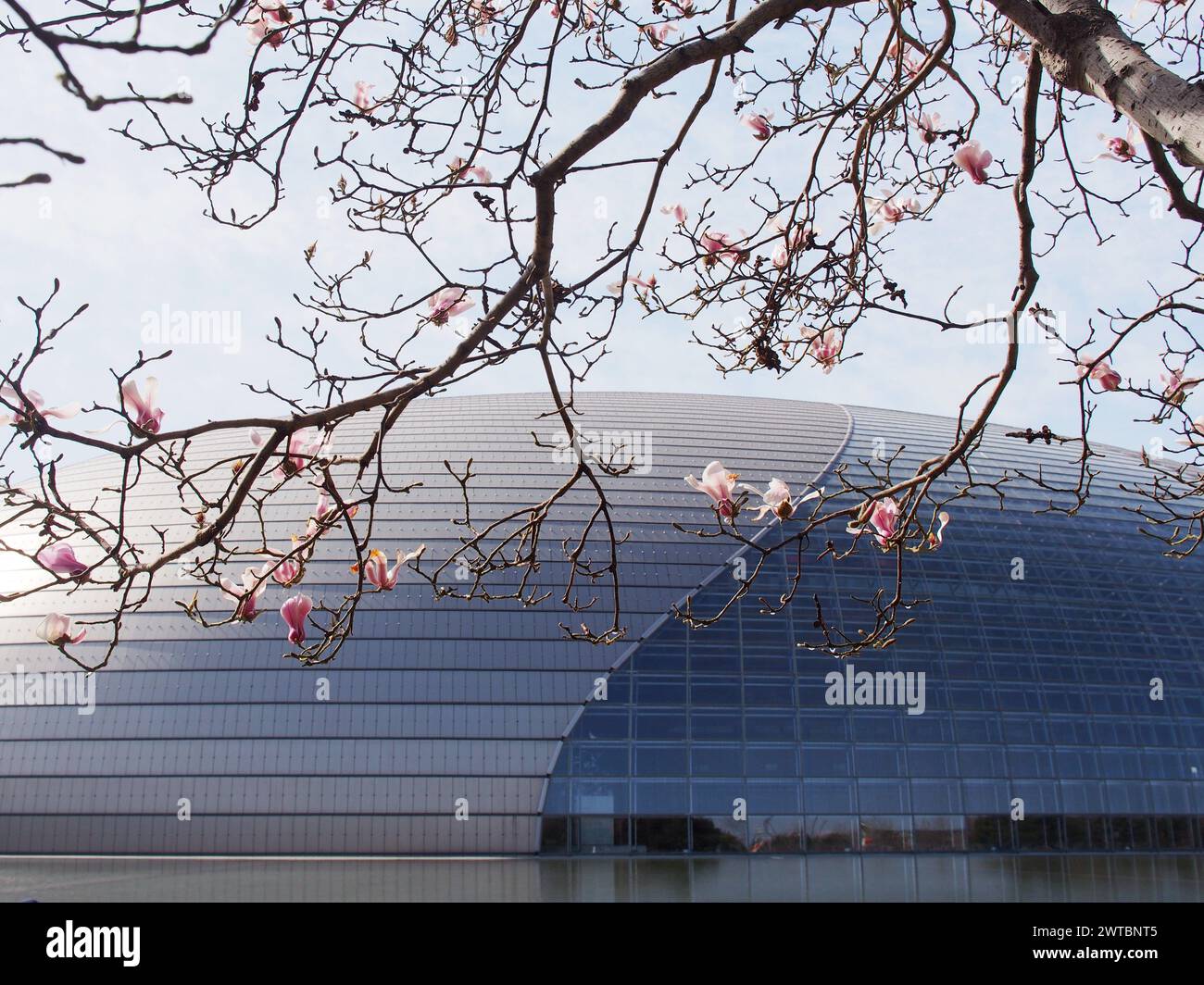 Pechino, Cina. 17 marzo 2024. I fiori di Magnolia fioriscono vicino al National Center for the Performing Arts di Pechino, Cina, il 17 marzo 2024. (Foto di Costfoto/NurPhoto) credito: NurPhoto SRL/Alamy Live News Foto Stock