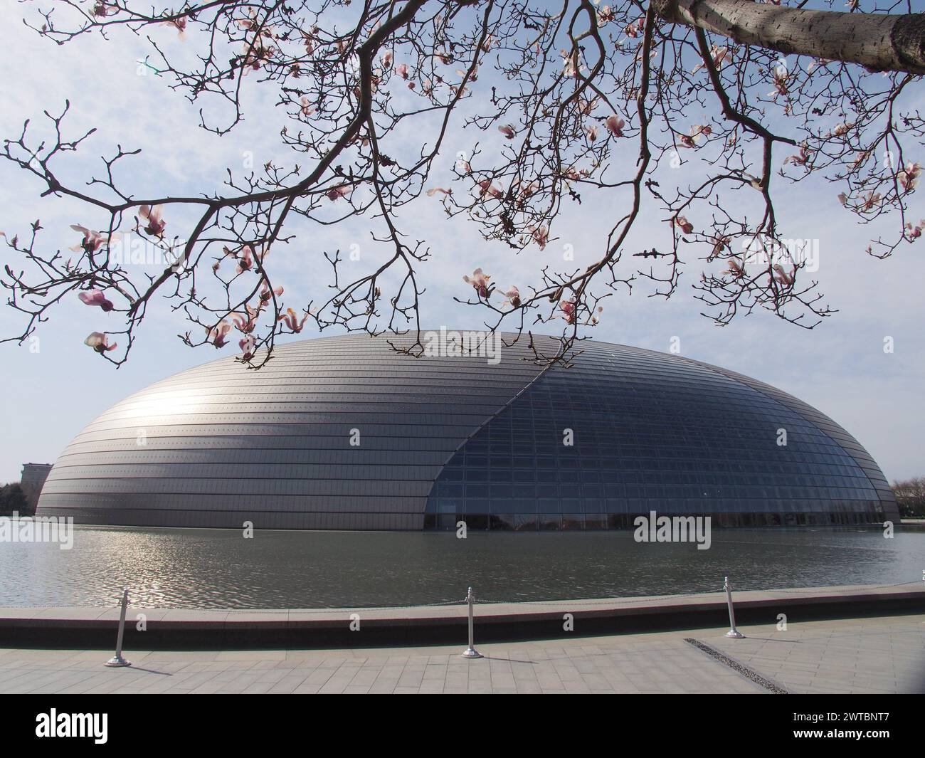 Pechino, Cina. 17 marzo 2024. I fiori di Magnolia fioriscono vicino al National Center for the Performing Arts di Pechino, Cina, il 17 marzo 2024. (Foto di Costfoto/NurPhoto) credito: NurPhoto SRL/Alamy Live News Foto Stock
