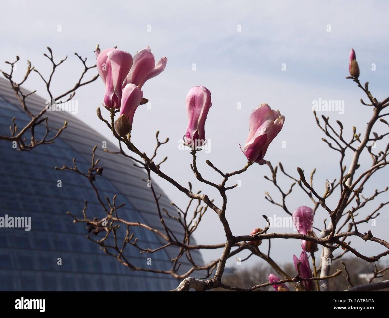 Pechino, Cina. 17 marzo 2024. I fiori di Magnolia fioriscono vicino al National Center for the Performing Arts di Pechino, Cina, il 17 marzo 2024. (Foto di Costfoto/NurPhoto) credito: NurPhoto SRL/Alamy Live News Foto Stock