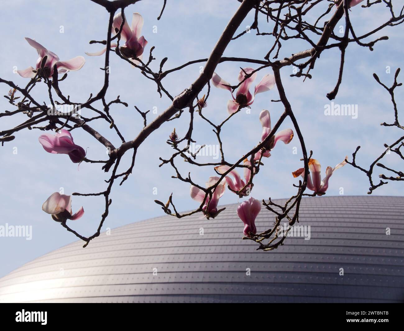 Pechino, Cina. 17 marzo 2024. I fiori di Magnolia fioriscono vicino al National Center for the Performing Arts di Pechino, Cina, il 17 marzo 2024. (Foto di Costfoto/NurPhoto) credito: NurPhoto SRL/Alamy Live News Foto Stock