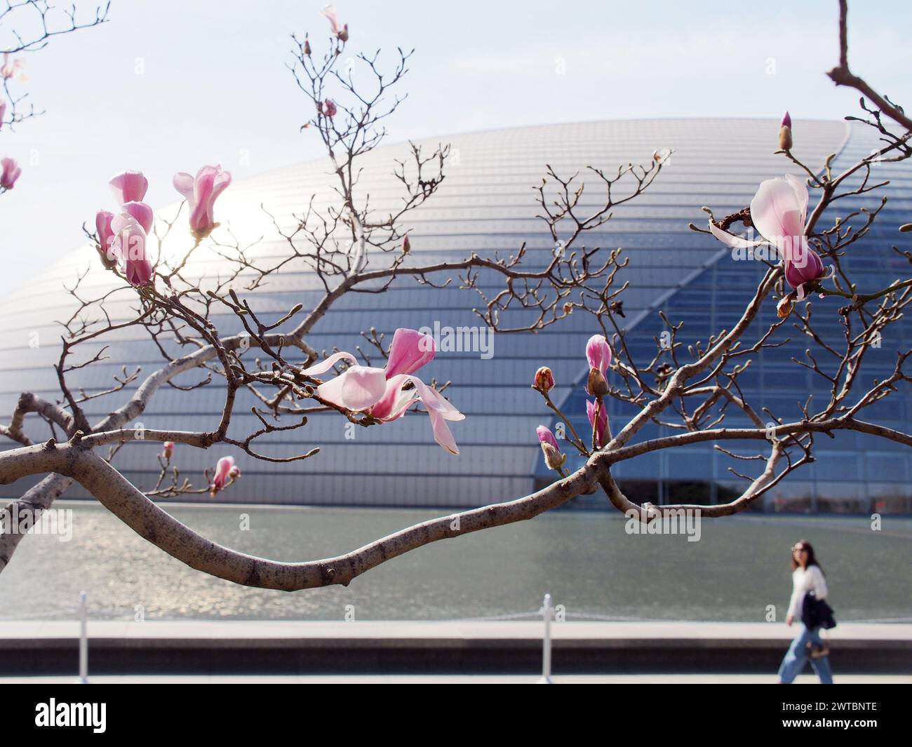 Pechino, Cina. 17 marzo 2024. I fiori di Magnolia fioriscono vicino al National Center for the Performing Arts di Pechino, Cina, il 17 marzo 2024. (Foto di Costfoto/NurPhoto) credito: NurPhoto SRL/Alamy Live News Foto Stock