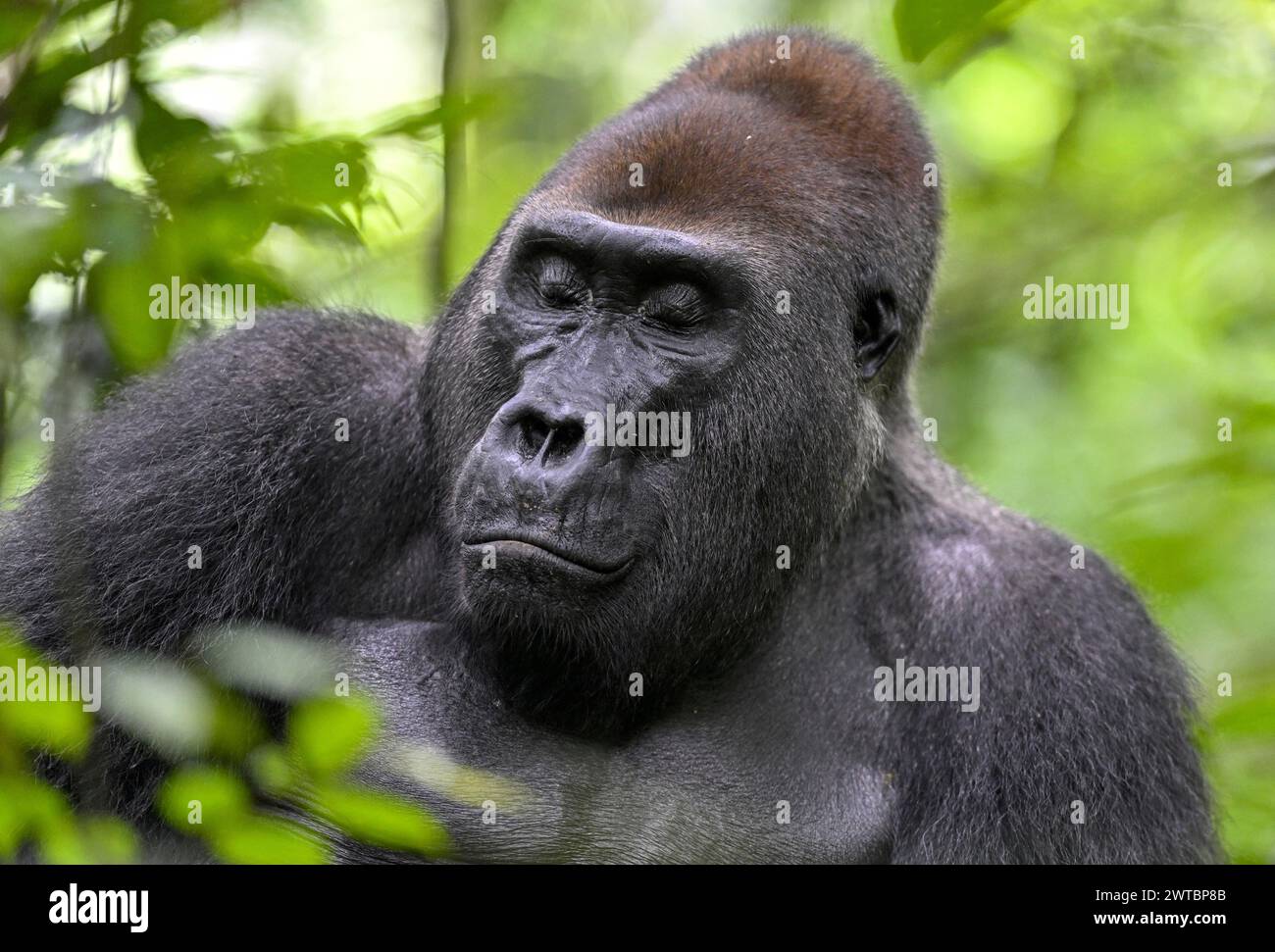 Gorilla di pianura occidentale (Gorilla gorilla gorilla) a occhi chiusi, maschio, silverback, Bai-Hokou, Parco nazionale Dzanga-Ndoki, patrimonio mondiale dell'UNESCO Foto Stock