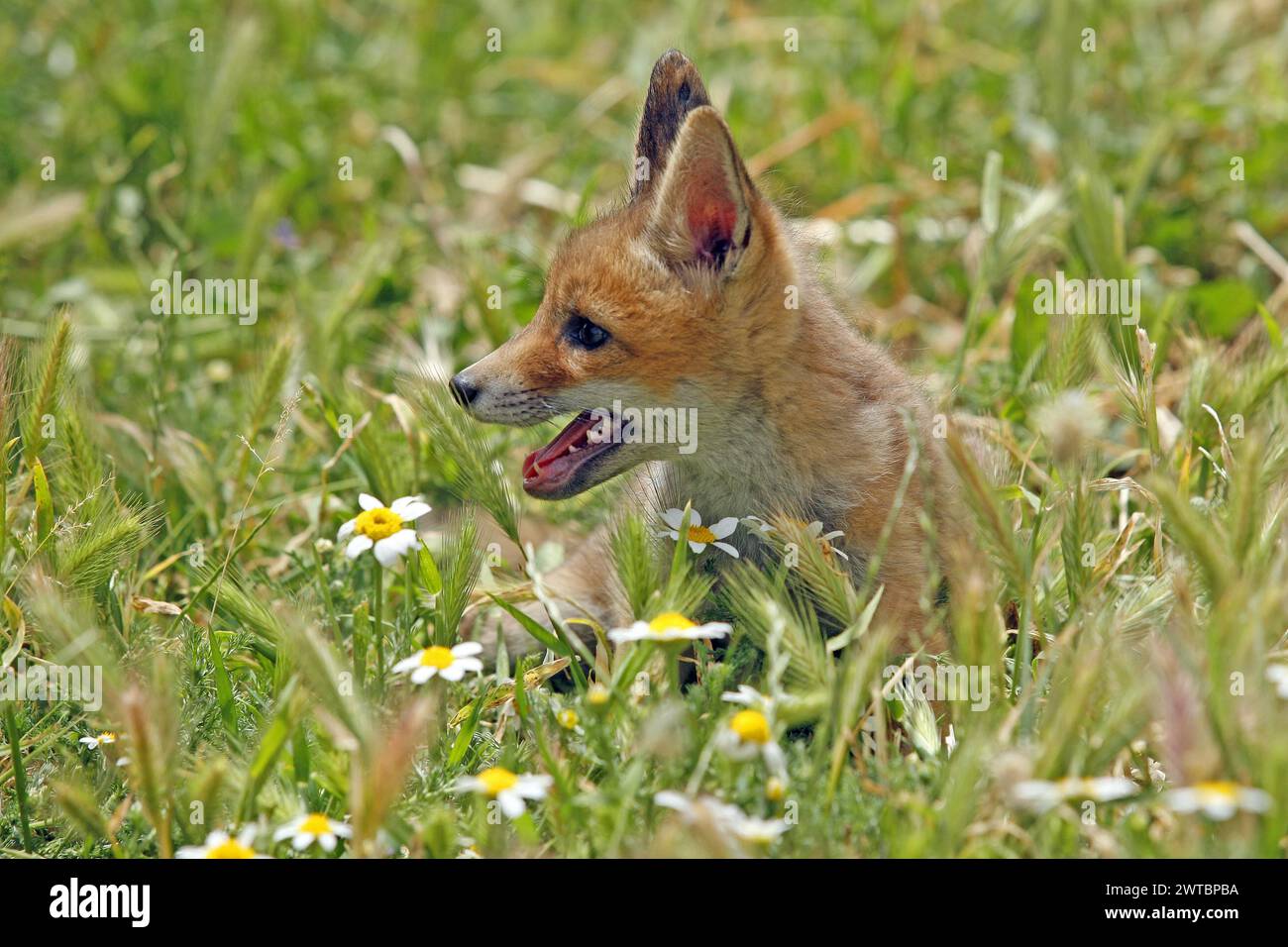 Volpe rossa, Vulpes vulpes, volpe, fauna selvatica, giovani animali Foto Stock