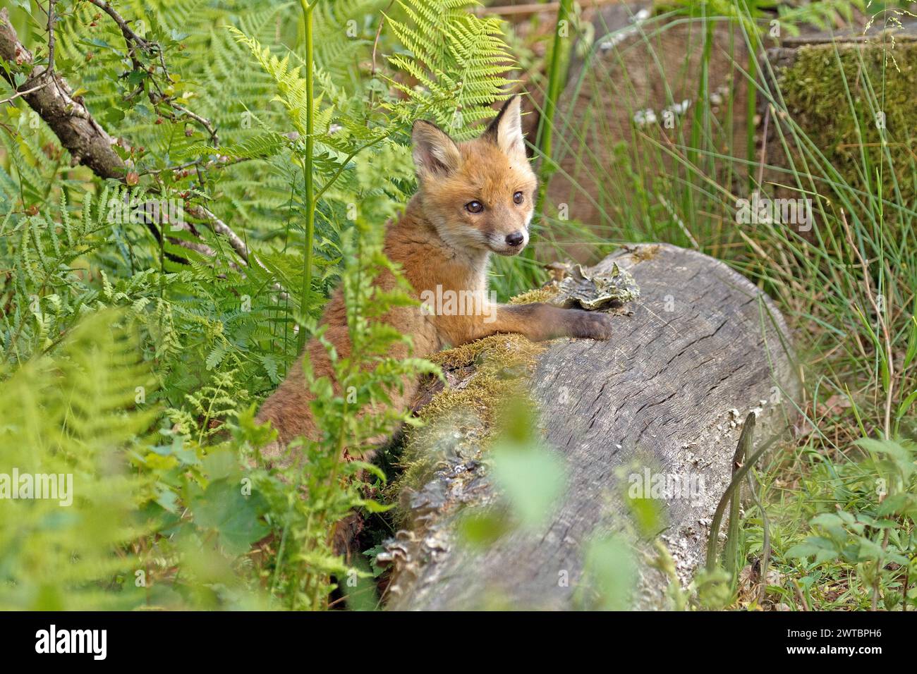 Volpe rossa (Vulpes vulpes), Un cucciolo di volpe giace su un tronco di albero nella foresta Foto Stock