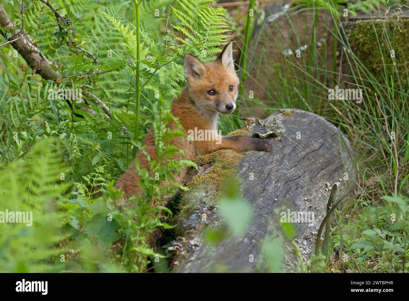 Volpe rossa (Vulpes vulpes), Un cucciolo di volpe si nasconde su un tronco di albero in una foresta verde Foto Stock