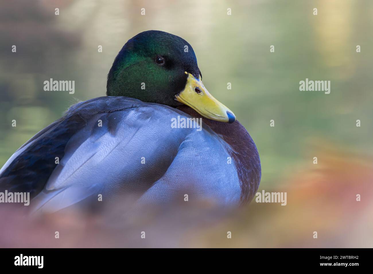 Anatra Mallard [ Anas platyrhynchos ] uccello maschio seduto tra le foglie autunnali Foto Stock