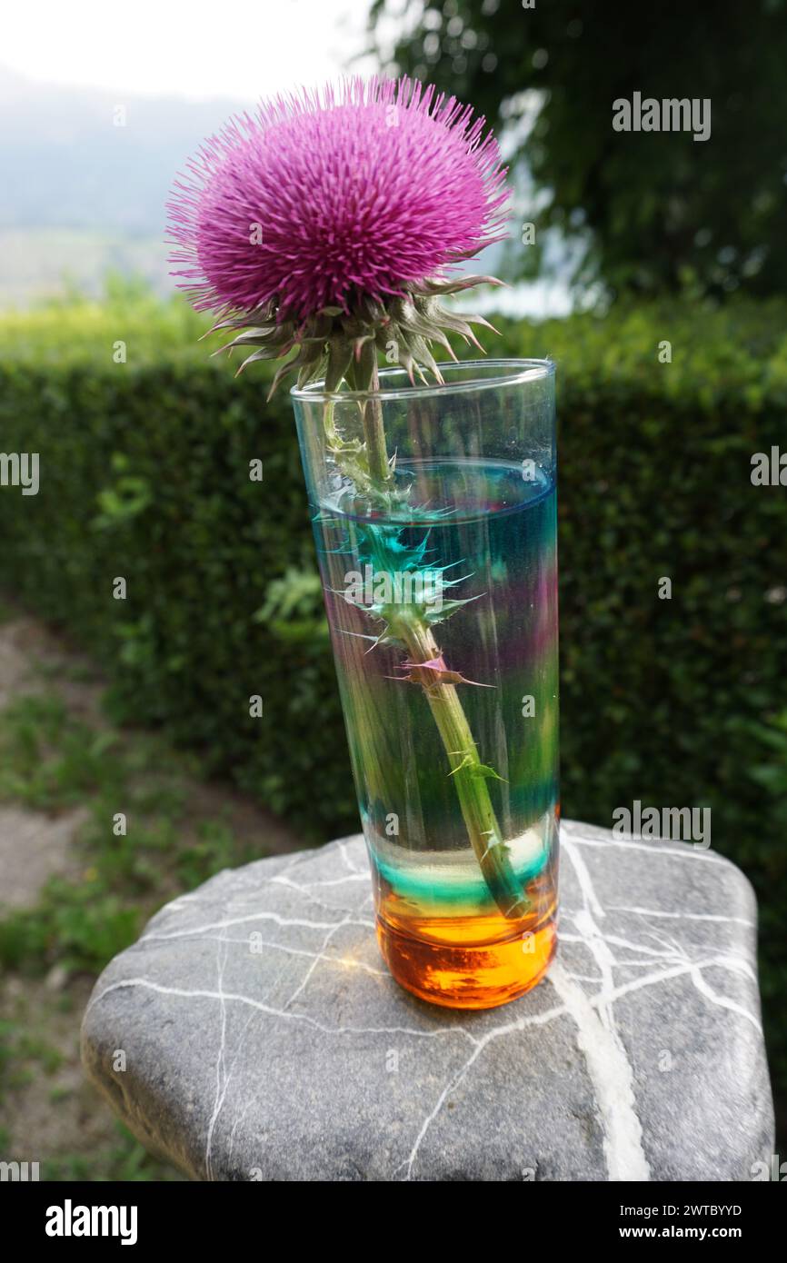 primo piano su un alto vetro colorato riempito d'acqua con un cardo rosa su una roccia presso una siepe in francia Foto Stock