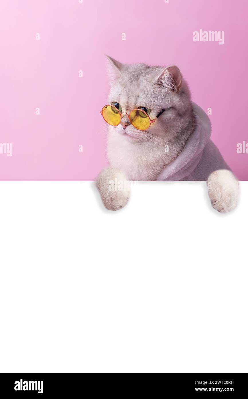 Un gatto bianco in bicchieri gialli, sbircia da dietro uno striscione bianco vuoto Foto Stock