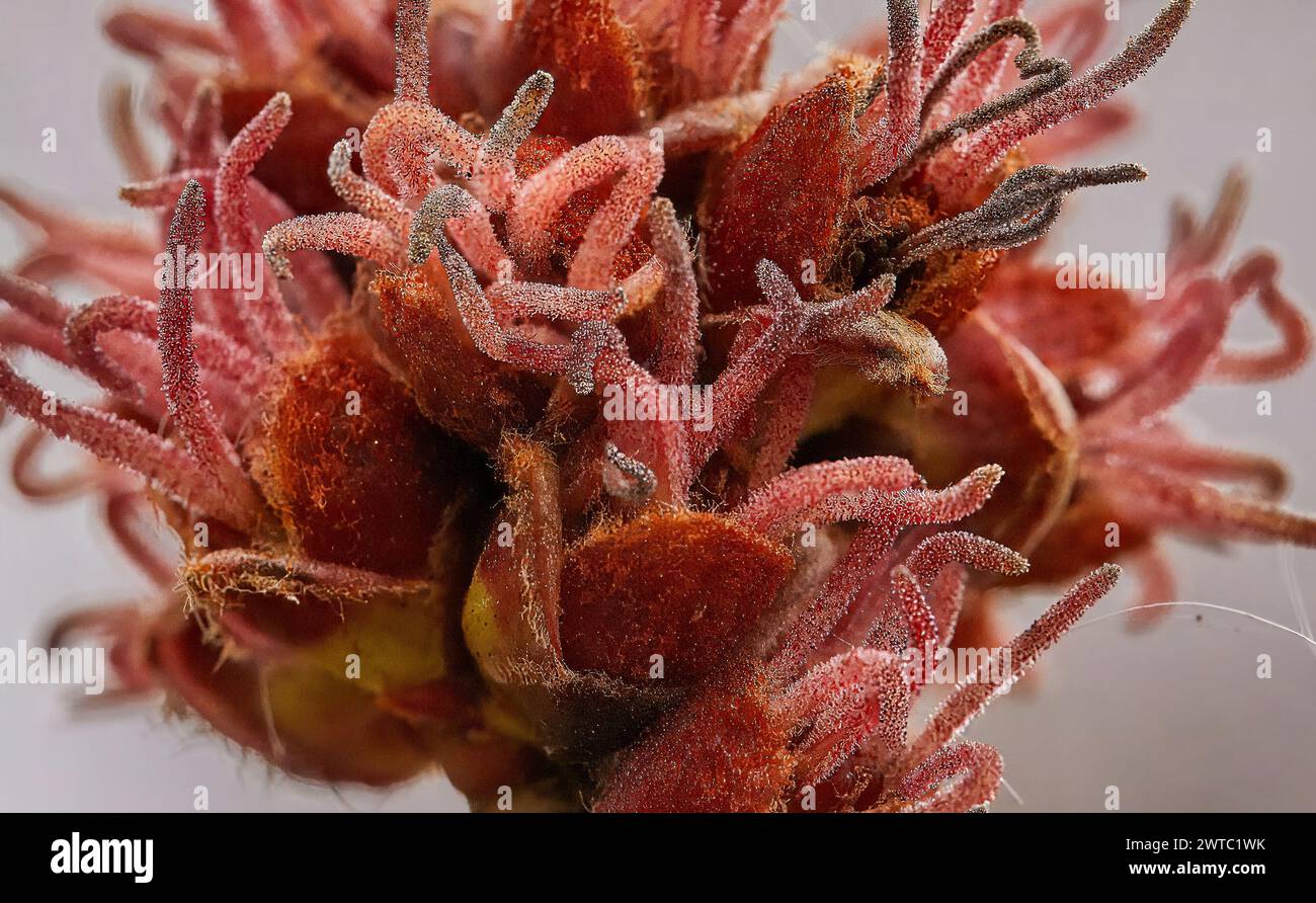 Immagine di fiori femminili di acero da zucchero o acero d'argento Acer saccharum Foto Stock