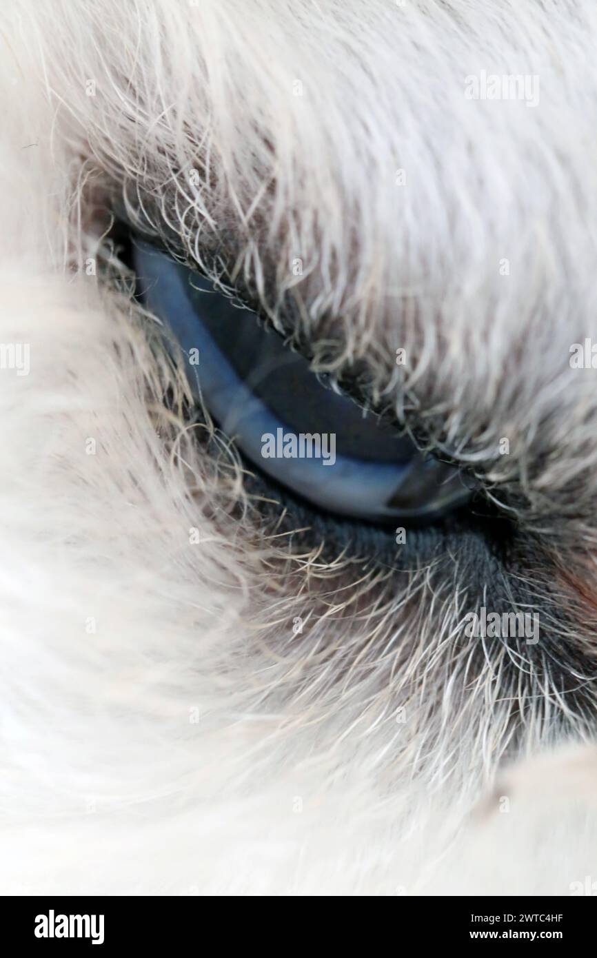 Primo piano di un occhio di un cane da barboncino. Cane bianco di razza pura. Immagine a colori. Foto Stock