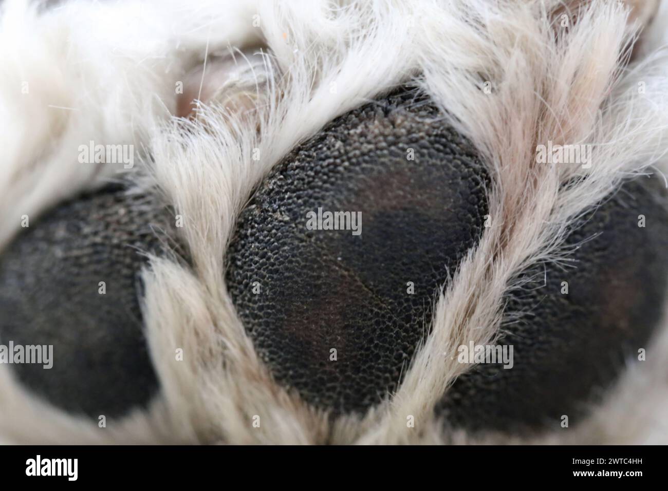 Paw di un barboncino bianco in miniatura in una foto macro di primo piano. È possibile vedere la consistenza delle zampe nere, la morbida pelliccia bianca e alcune unghie. Foto Stock