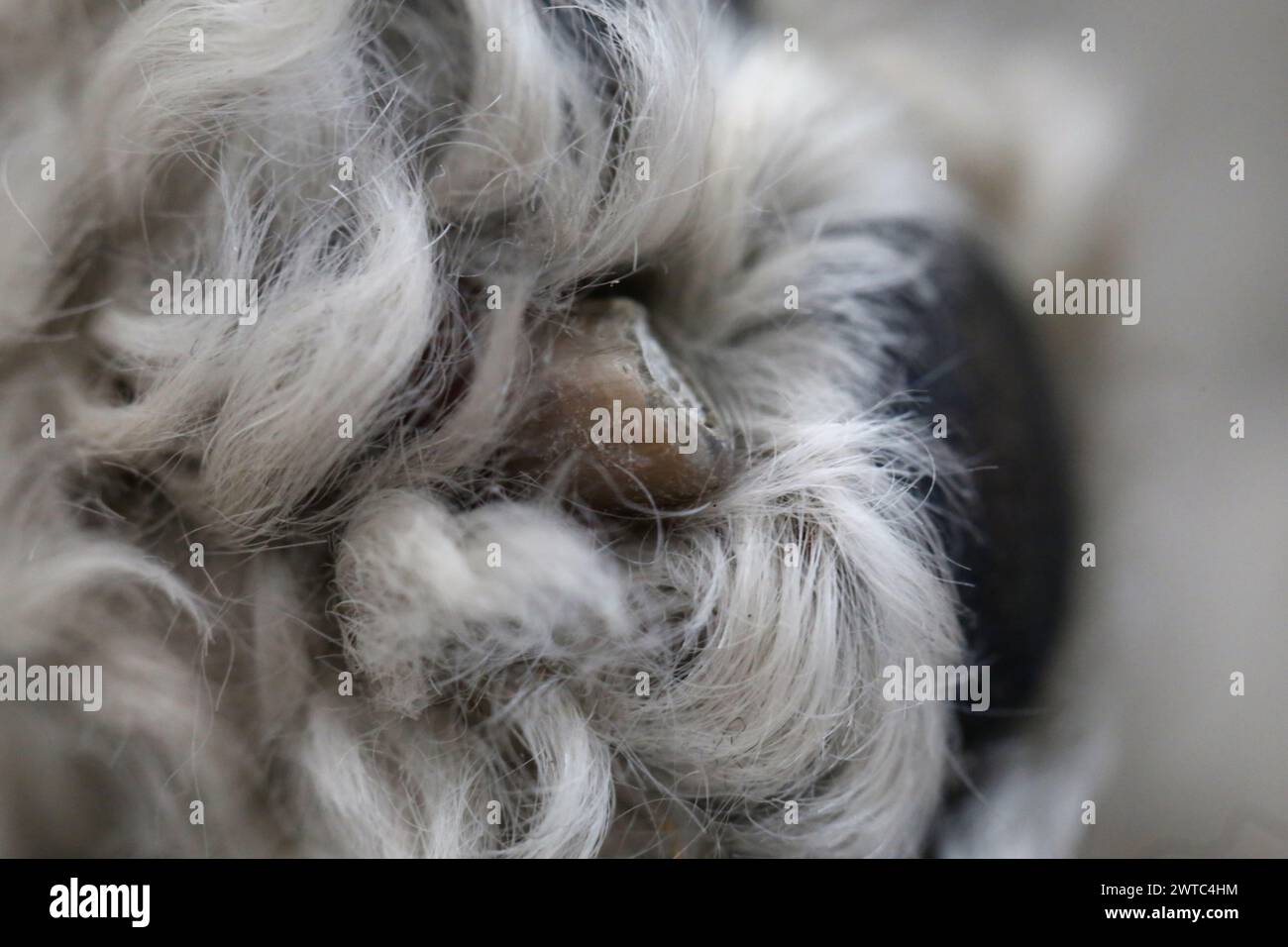 Paw di un barboncino bianco in miniatura in una foto macro di primo piano. È possibile vedere la consistenza delle zampe nere, la morbida pelliccia bianca e alcune unghie. Foto Stock
