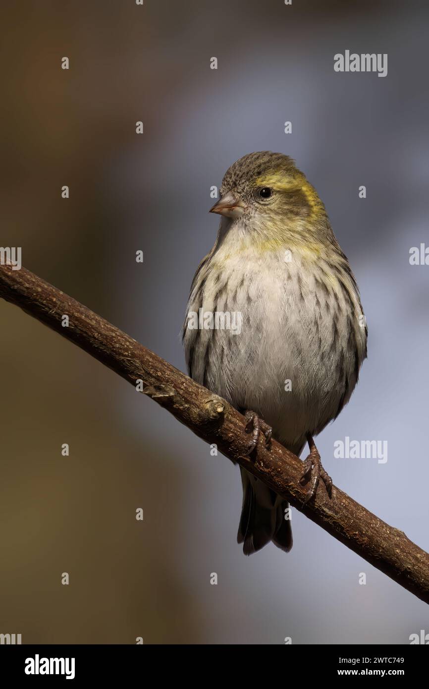 Un Siskin arroccato su un ramo d'albero, che guarda Foto Stock