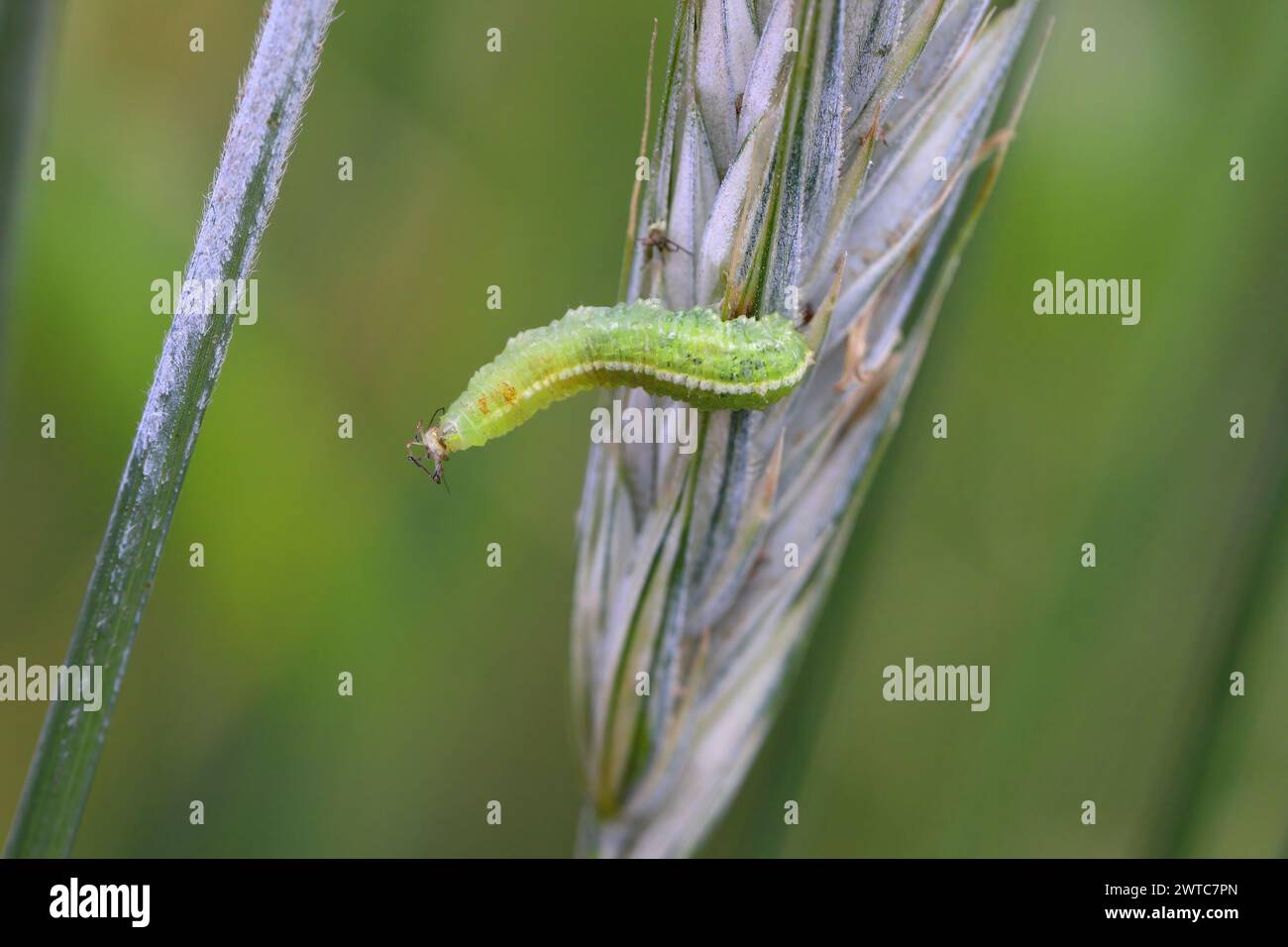 La larva di una mosca della famiglia Syrphidae, Hoverfly con un'afide cacciata. Una colonia di afidi su una pianta e il loro nemico naturale. Foto Stock