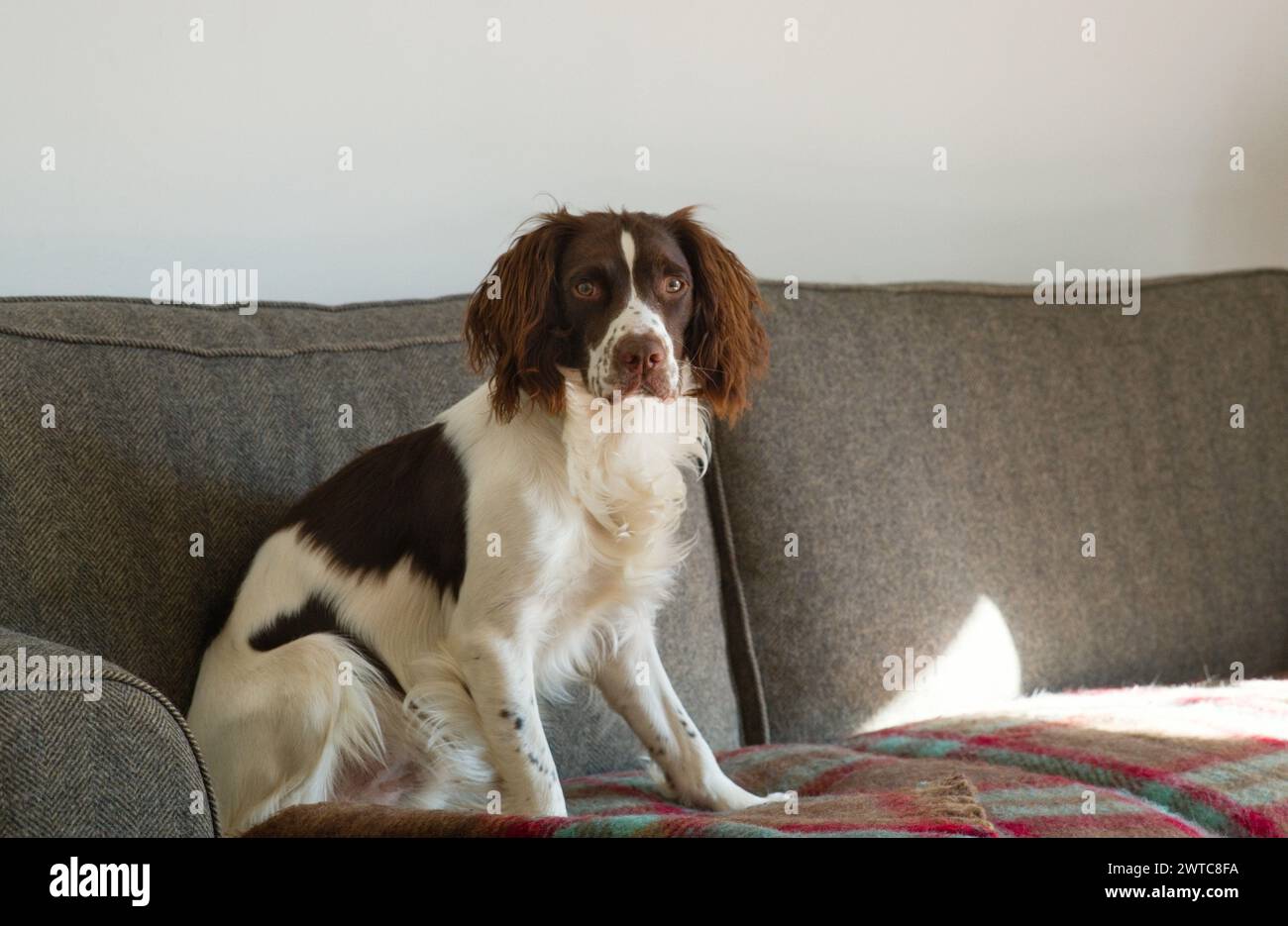Un brutto giovane spaniel sorpreso seduto sul divano Foto Stock