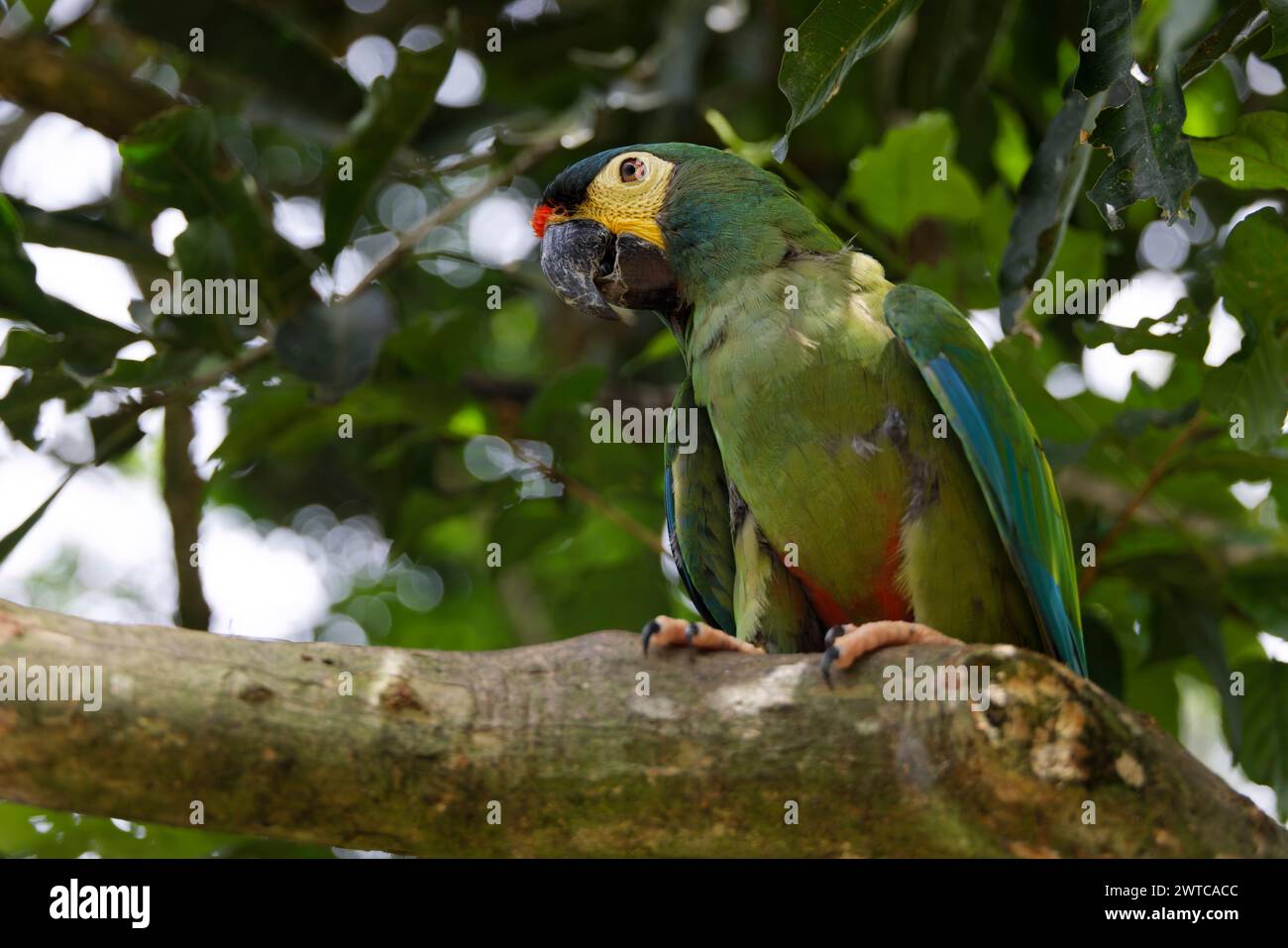Foz do Iguazú, Brasile. 19 gennaio 2024. Il Parque das Aves (parco ornitologico) di Foz do Iguazú, Brasile, ospita più di 1.300 uccelli. Foto Stock