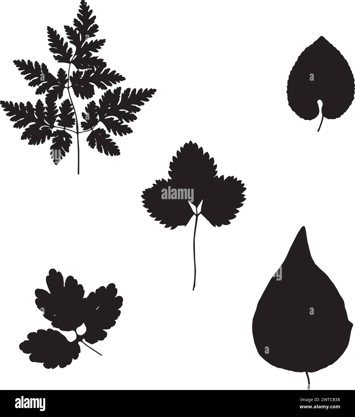 Foglie di erbario, illustrazione vettoriale di un erbario. Illustrazione Vettoriale