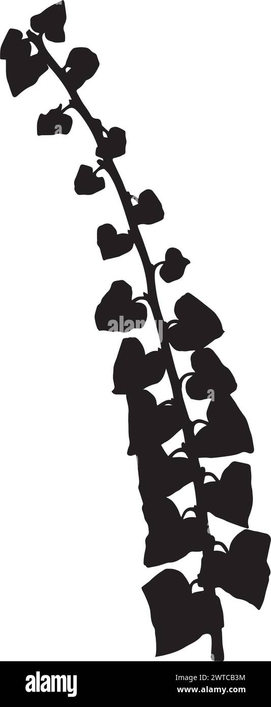 Foglie di edera, illustrazione vettoriale da un erbario. Illustrazione Vettoriale