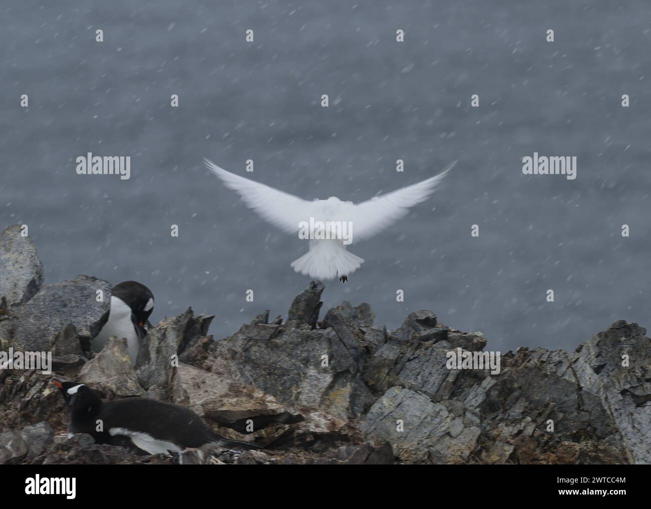 Sheathbill Snowy (Chionis albus), tra i pinguini di Gentoo, Danco Island, Antartico peninsulare, gennaio 2024 Foto Stock