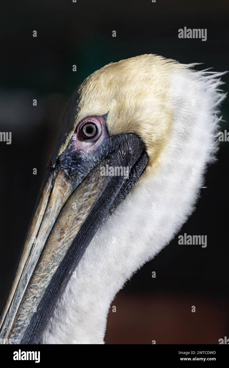 Pellicano con fondo rosa (Pelecanus rufescens), dettaglio della testa, in particolare il becco e l'occhio. Il pellicano è un uccello acquatico originario dell'Africa. Foto Stock