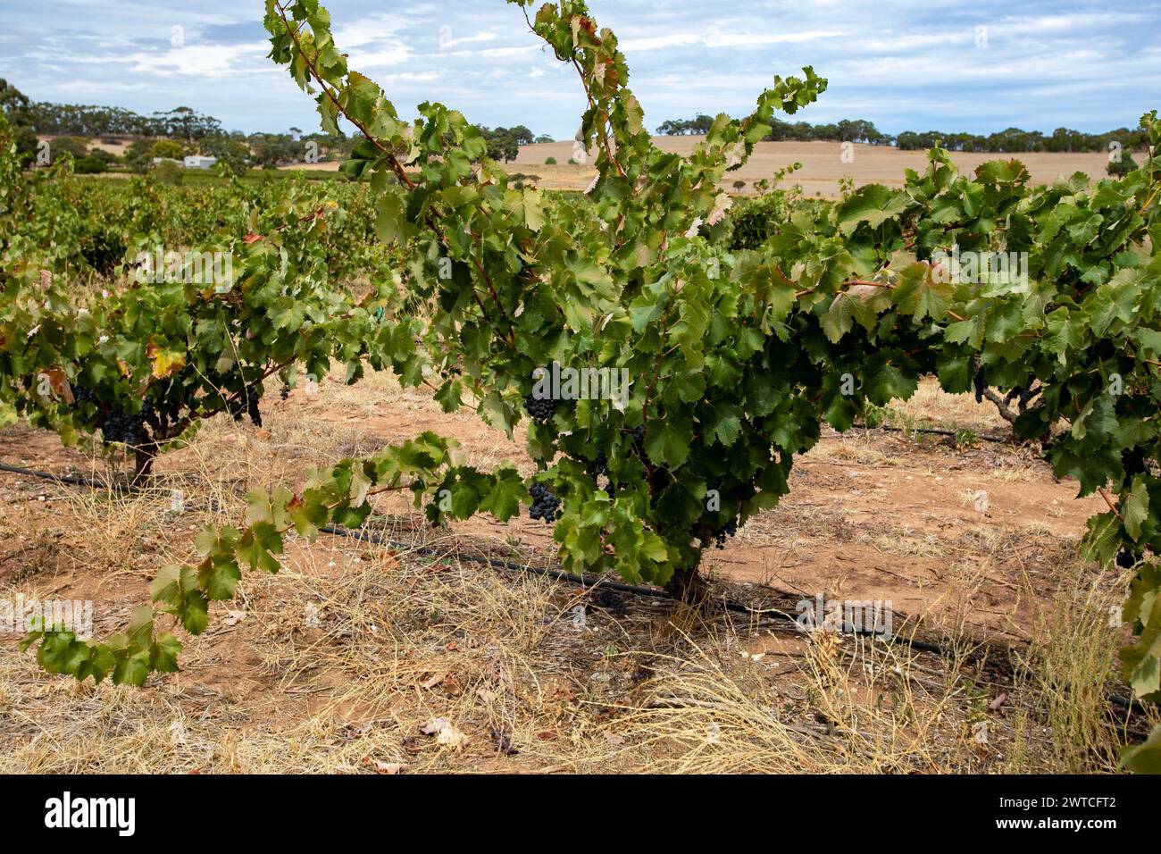 Vigneto di Barossa Valley, vigneti di Murray Street uve che crescono sulle viti pronte per la vendemmia, Australia meridionale, 2024 Foto Stock