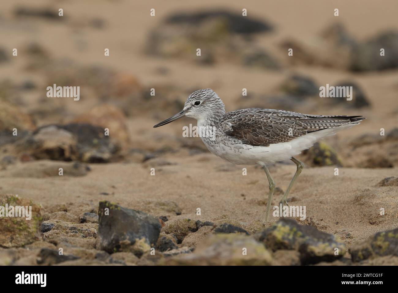 Greenshank migra per sfuggire ai difficili ambienti invernali in cui si riproducono. Lanzarote si trova sulla e location, anche sui percorsi migratori. Foto Stock